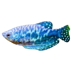 曼龙鱼活体中小型鱼热带观赏鱼淡水鱼新手宠物耐活蓝黄金吃蛋白虫