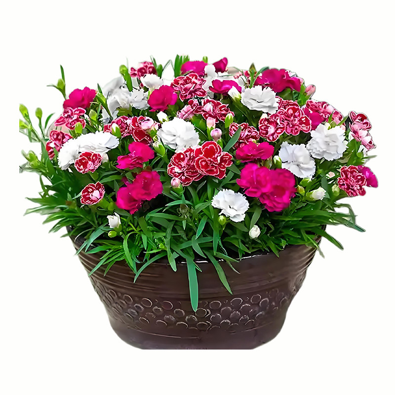 康乃馨花种子绿植鲜花种子