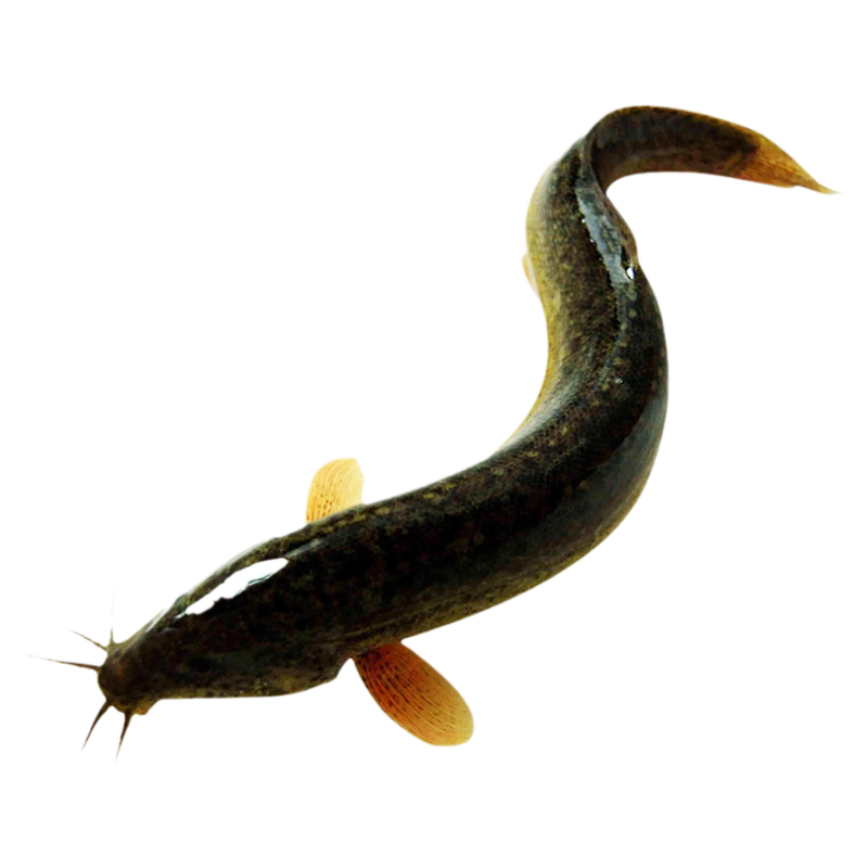 微山湖正宗鲜活泥鳅原生态