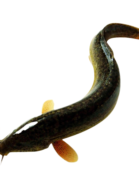 微山湖正宗鲜活泥鳅原生态