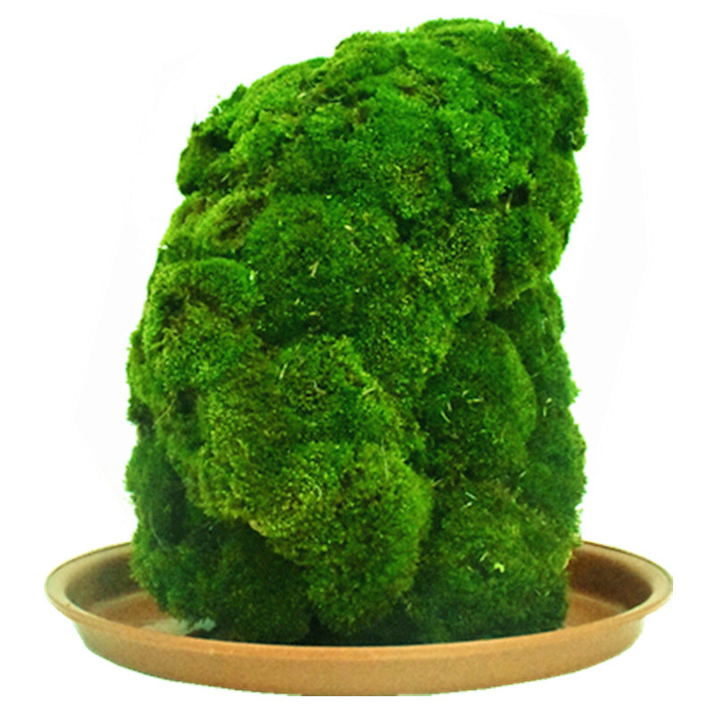 盆栽鲜活四季草籽苔藓