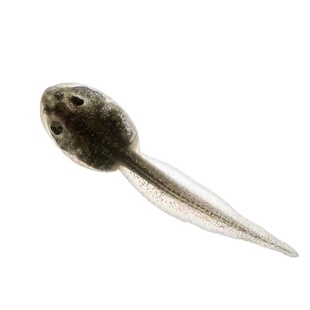 小蝌蚪找妈妈牛蛙活体蝌蚪活物包活儿童幼儿园观赏水族宠物送饲料