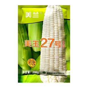 美玉27号加甜糯玉米种子国审矮杆大棒早熟白甜糯鲜食水果玉米种籽