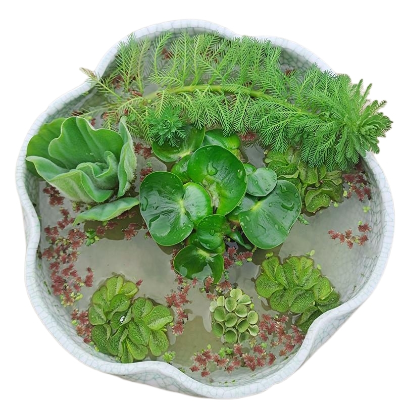 包邮鱼缸水草族箱造景龙眼