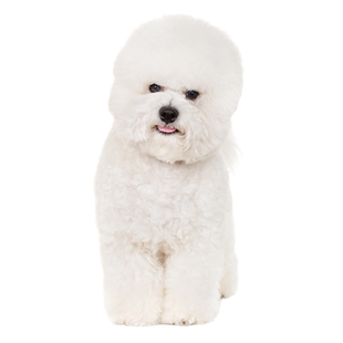 比熊泰迪熊狗鉴定师宠物品种品相鉴定韩版小体超小体比熊鉴定品相