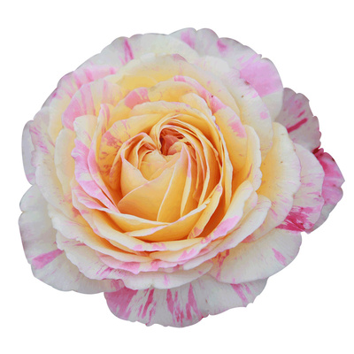 天狼月季抗病条纹月季/蔷薇/玫瑰