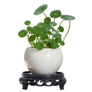 四季好养铜钱草水培盆栽绿植物客厅办公室内花卉水养绿萝金钱草籽