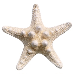 天然海星霸王荆棘星地中海地台家居橱窗装饰创意摆件海洋拍摄道具