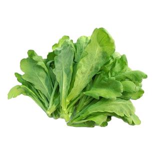 大叶茼蒿菜苗皇帝菜苗菊花菜南方蔬菜苗带土茼蒿秧苗中叶茼蒿种植