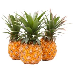 广东徐闻菠萝9斤香甜多汁新鲜当季水果凤梨香水湛江非云南整箱