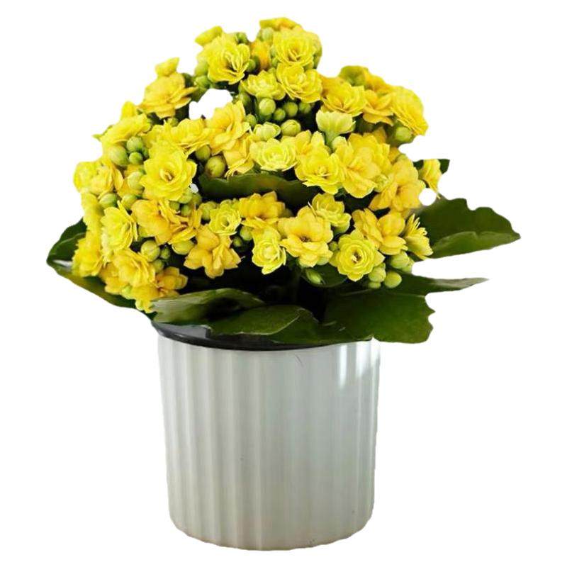 长寿花盆栽重瓣大花苗带花苞多季室内开花好养客厅金狐狸花卉植物