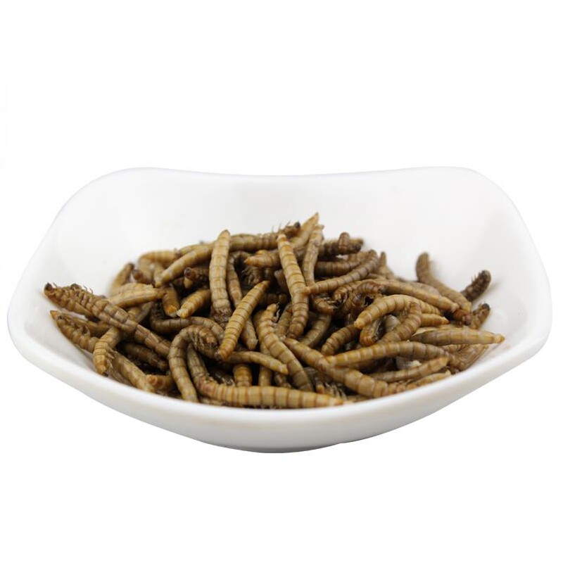 保鲜大麦虫刺猬饲料密袋鼯食物高级粮零食蜜袋鼬营养高蛋白冻干虫