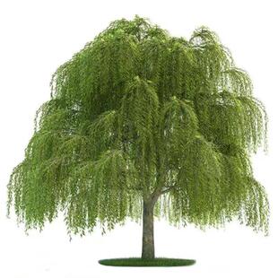 黄金柳树苗 金丝垂柳 直生小柳树枝条垂杨柳树苗旱柳树南北方种植