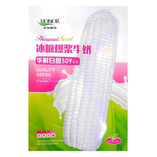 华耐白甜509冰糖爆浆牛奶玉米种子超甜非转基因白糯水果玉米种籽