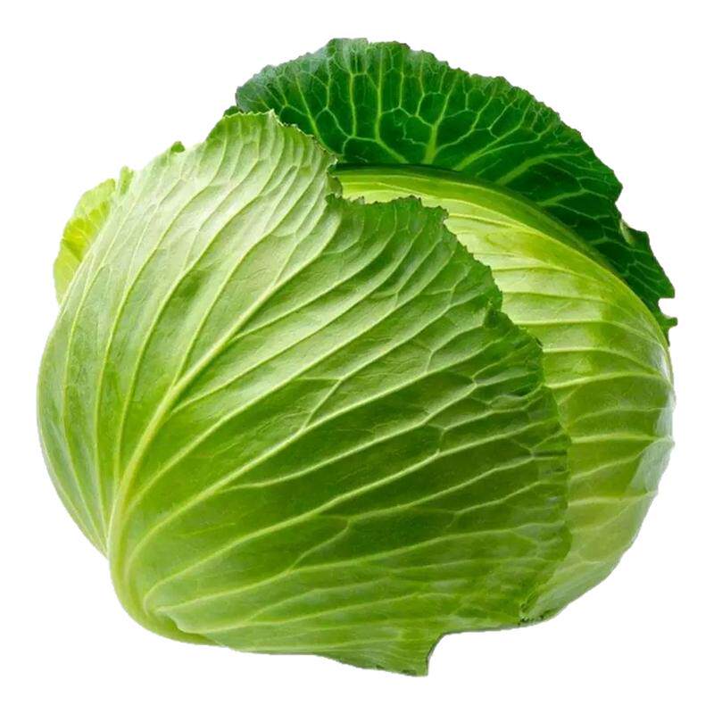 京丰一号甘蓝种子包菜耐冻四季扁卷心菜种籽耐寒耐热灰包心菜种子