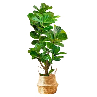 老桩琴叶榕客厅绿植物室内大型好养大叶榕树特大号盆栽落地办公室