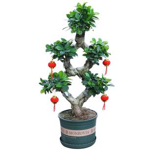 榕树盆景老桩大树大型金钱榕树小叶苗造型盆栽真树室内外庭院绿植