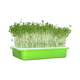 水培芽苗菜种菜无土育苗蔬菜种豆芽菜大小麦麻豌豆萝卜空心菜籽