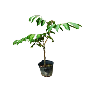 黑橄榄树苗嫁接橄榄雕刻大核工艺乌橄榄苗南北方盆栽地裁当年挂果