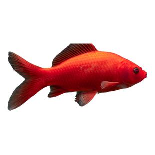 冷水鹦鹉鱼红鱼淡水好养易活冷水鱼苗观赏鱼活鱼金鱼耐活锦鲤