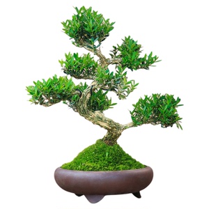 黄杨盆栽一物一拍盆景庭院造型老桩室内好养耐阴绿植花卉四季常绿