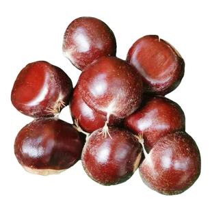 【好板栗】迁西生板栗生新鲜2025年燕山野生新鲜板栗栗产地直发