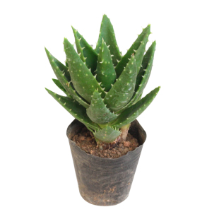 不夜城芦荟盆栽室内盆栽净化空气多肉植物办公室桌面防辐射小盆栽