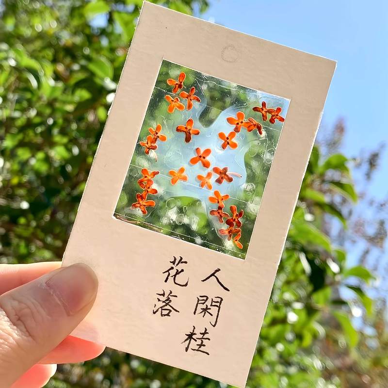 收集秋天！桂花书签标本diy干花手工材料包透明植物树叶标本塑封
