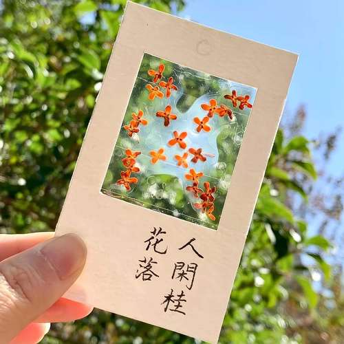 收集秋天！桂花书签标本diy干花手工材料包透明植物树叶标本塑封