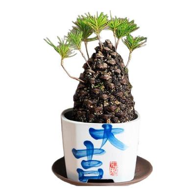 大松果盆栽创意植物微型盆景
