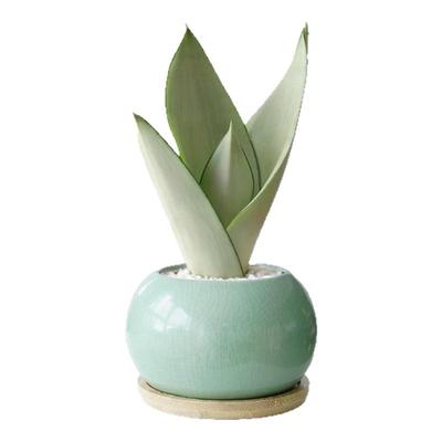 白玉虎皮兰室内小盆栽绿植办公室桌面盆景四季好养净化空气防辐射