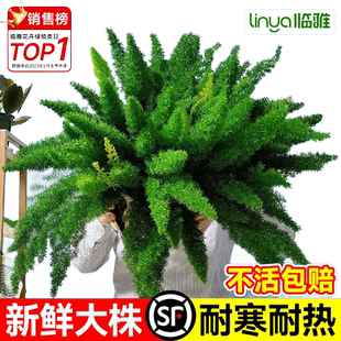 狐尾天门冬盆栽植物庭院阳台常青绿植大全狐尾草四季花卉室内好养