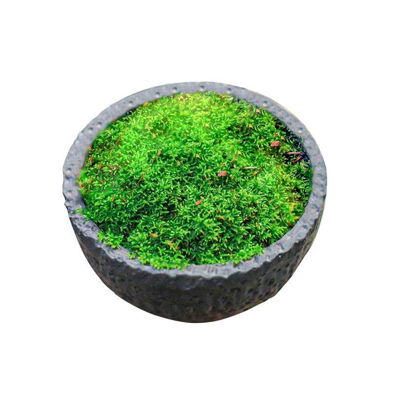 苔藓孢子粉假山植物四季鲜活青苔造景绿植短绒吸水石种子微景观景