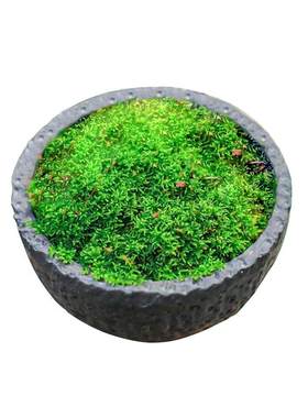 高发芽率青苔苔藓孢子粉两周成景