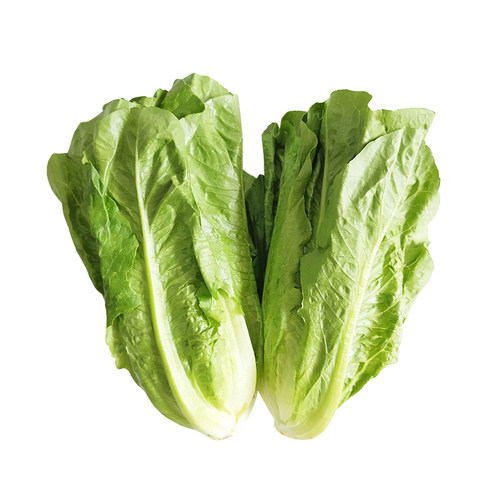 新鲜罗马生菜中西餐厅罗文罗纹绿色散叶健身即食沙拉蔬菜顺丰速运