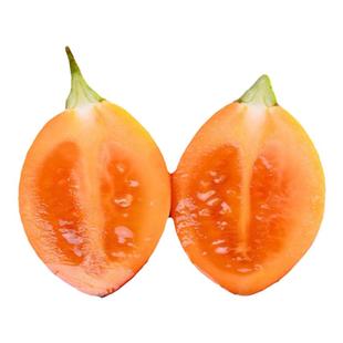 云南洋酸茄木本番茄特色食品小茄子树番茄洋番茄凉拌火锅酸汤调料