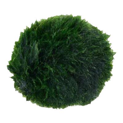 绿藻活体海藻球微景观水培植物