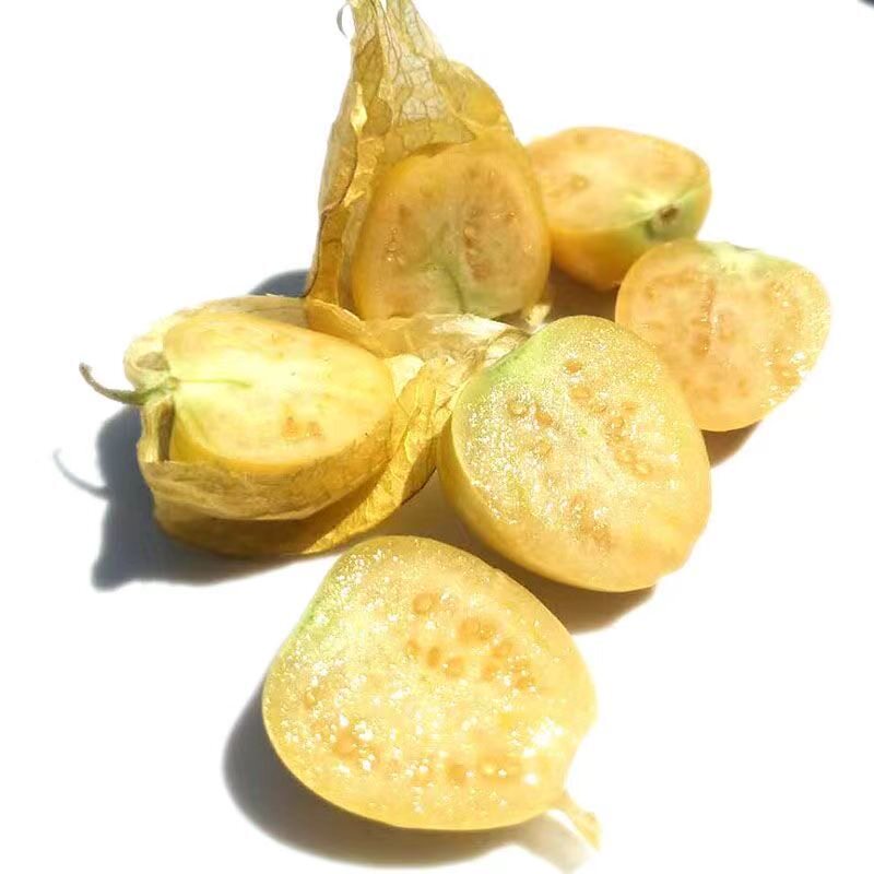 黄姑娘秧苗姑娘果苗子四季盆栽