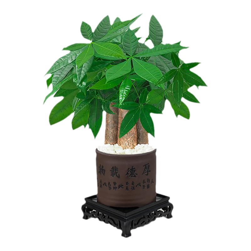 桌面小盆栽发财树小盆栽室内植物