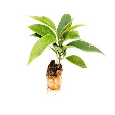 黑老虎果苗五味子布福娜