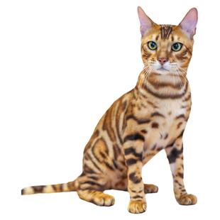 猫舍孟加拉豹猫活体幼崽金钱豹血统短毛猫咪活物宠物猫幼猫小猫咪