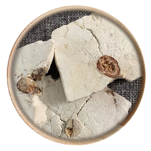 精选 中药材 野 茯神 茯神木 50g 可打粉 满包邮