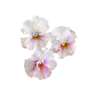 花彩粉色角堇花盆栽阳台爆花耐寒