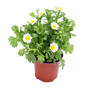 白晶菊种子小白菊晶晶菊雪地菊花籽长花期花坛室外阳台盆栽春秋播