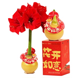 花点时间蜡封朱顶红种球进口重瓣蜡球室内年宵花卉绿植盆栽新年礼