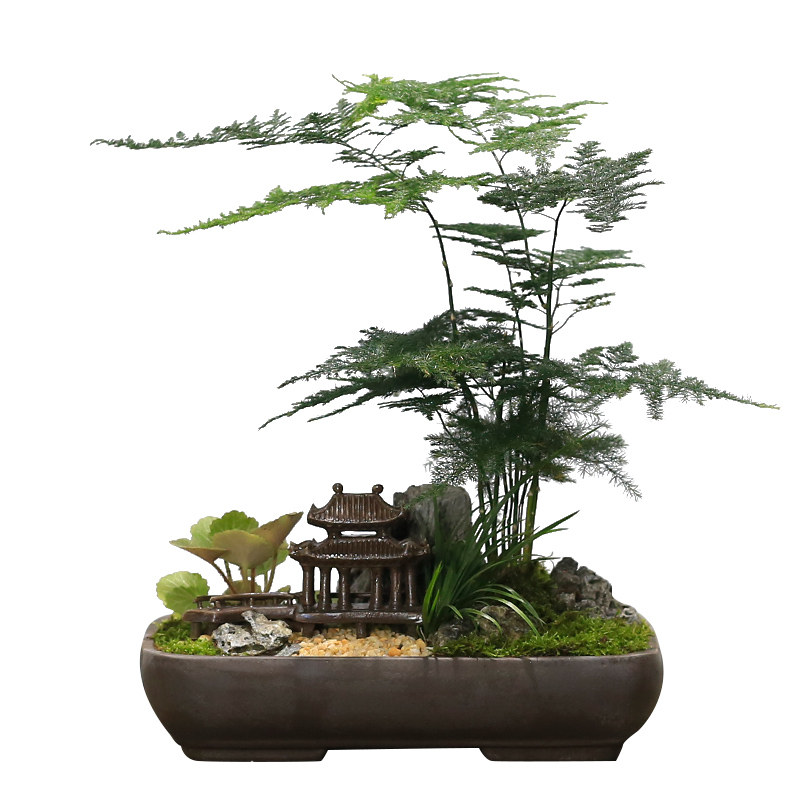文竹盆栽桌面小绿植好养