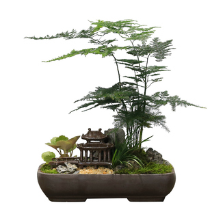 文竹盆栽室内植物办公室桌面小绿植云竹四季常青中式禅意微盆景