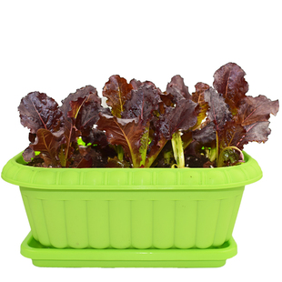 适合冬天种的菜种子籽盆栽套装耐寒鸡毛菜香菜葱头蔬菜籽种孑大全