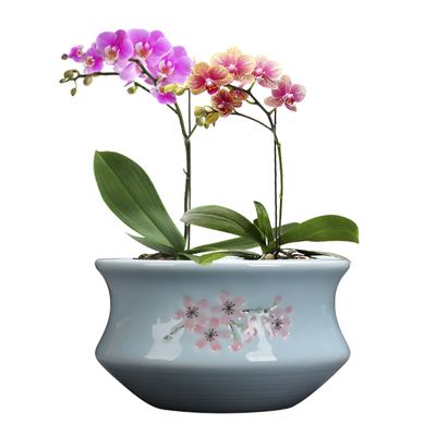 兰花盆陶瓷青瓷哥窑蝴蝶兰盆景盆