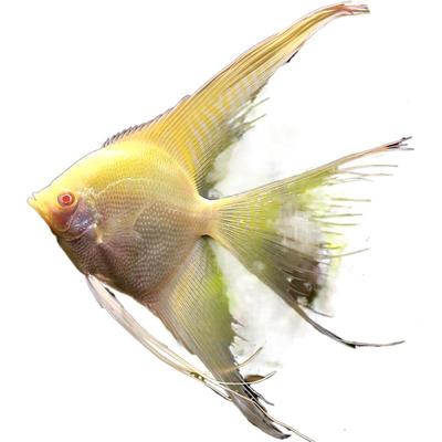 草缸神仙观赏鱼热带高鳍拉丝